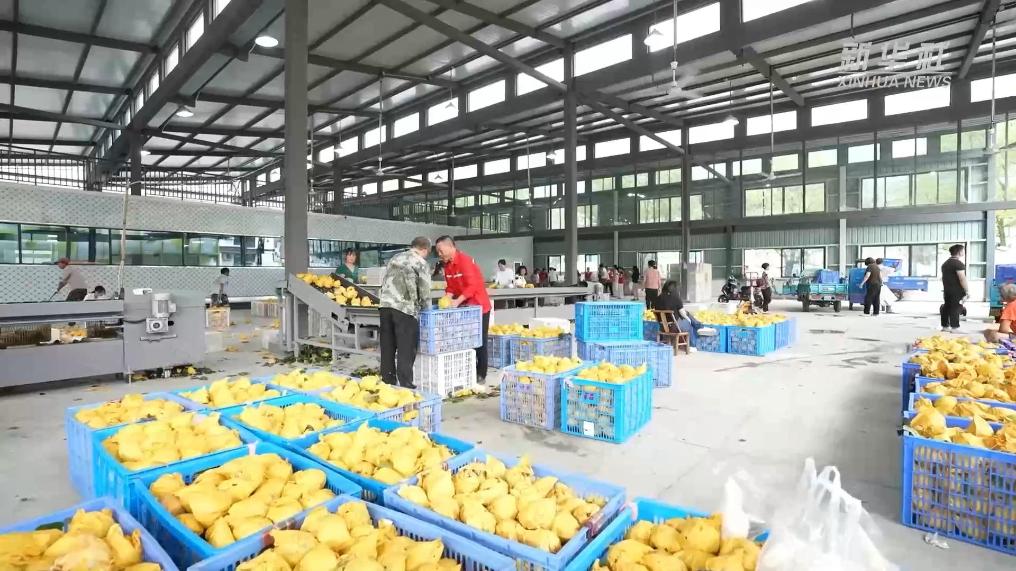 杭州桐庐：智能分选助力“蜜梨之乡”提质增效